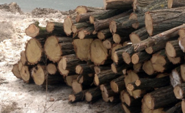Десятки деревьев вырубают на Балканском шоссе ВИДЕО