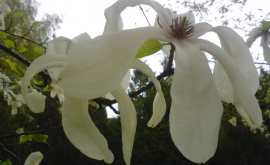 Mai multe specii de flori de la Grădina Botanică au înflorit în plină iarnă