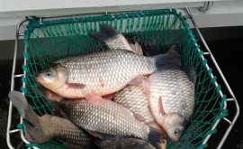 În ce condiții era vîndut pește viu la o gheretă din capitală VIDEO