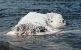 Гигантское морское чудовище было обнаружено на одном из пляжей ВИДЕО