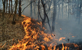 Ущерб от лесных пожаров оценивается в 191 тыс леев 