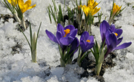 Măsuri suplimentare pentru ocrotirea primelor flori de primăvară