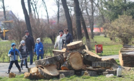 В Кишиневе продолжается масштабная вырубка деревьев ВИДЕО