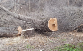 Întrun parc din sectorul Rîșcani au fost defrișați 50 de arbori