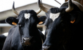 Дипломатический скандал Из Турции депортируют 40 коров голландской породы