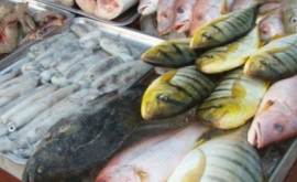 Moldova va majora importurile produselor din peşte