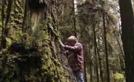 Un bărbat salvează cei mai mari arbori