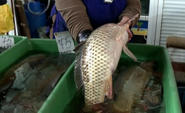 Peşte de aur la Piaţa Centrală