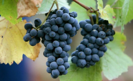 В Молдове расширяются площади виноградных плантаций