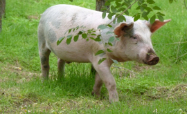 В Лондоне полицейские устроили погоню за сбежавшей свиньёй