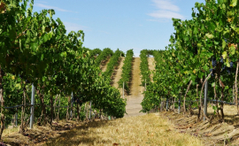 В каких районах самые трудолюбивые виноградари