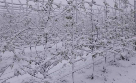 Agricultorii afectați de ninsori vor primi despăgubiri 