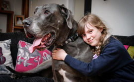 Самая большая собака в Англии весит как слонёнок ФОТО
