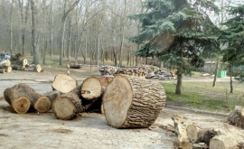 Вырубка леса на Рышкановке под наблюдением Фонда EcoDava ДОК