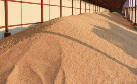 Правительство освежит запасы пшеницы в госрезерве