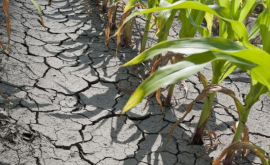 Прогноз на лето для Европы Молдова столкнется с засухой