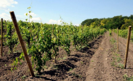 Sectorul vitivinicol a fost afectat în proporţie de 43 la sută