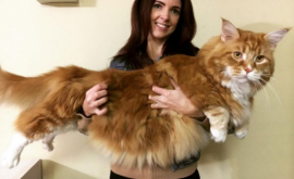 Самый крупный кот в мире живёт в Великобритании