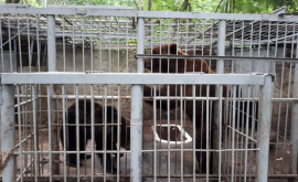 În suburbiile Chișinăului a fost organizat un lagăr de concentrare pentru animale