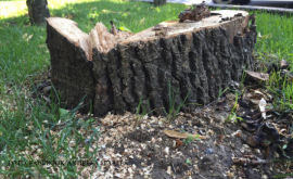 Прокуратура рассматривает жалобу о вырубке более 30 деревьев в секторе Рышкань DOC