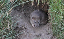 Крысы наводнили ещё один жилой участок в Кишинёве