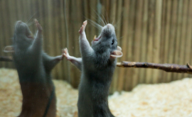 Центр общественного здоровья изучит степень опасности крыс в Кишиневе