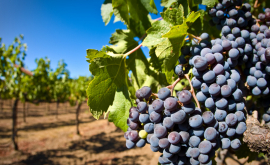 Эксперт 6075 работ на виноградниках должны быть механизированы