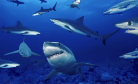 Останки древней акулы возрастом 400 миллионов лет 