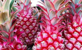 Ananasul roz modificat genetic vedetă pe rafturile magazinelor FOTO