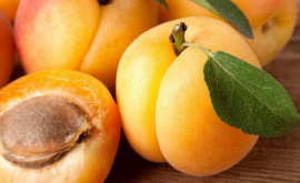 Россельхознадзор запретил импорт 65 тонн молдавских абрикосов