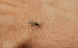 Все больше людей обращаются к врачам после укусов насекомых