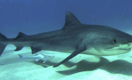 A salvat viața unui rechin aruncat pe un banc de nisip VIDEO