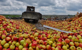 Ale cui sînt merele ANSA vine cu o reacție la nimicirea celor 82 de tone de mere în Rusia