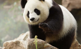 Во Франции подтверждена беременность большой панды ВИДЕО