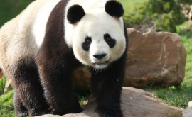 Французский зоопарк готовится принять исторические роды у панды