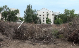 Crengile uscate de la Botanica vor fi evacuate întro suburbie a Chișinăului