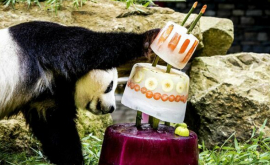 Торт мороженное в день рождения двух гигантских панд