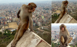 Maimuța lea parodiat pe fetele de pe Instagram pozînd în fața camerei