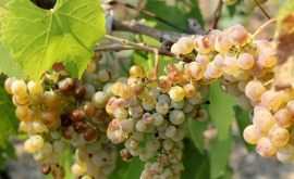 Exportul în Rusia interzis pentru un șir de pepiniere viticole