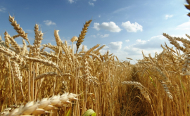 Какой урожай пшеницы получен в Молдове