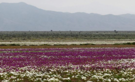 В самой засушливой пустыне мира внезапно расцвели цветы ФОТО