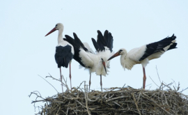 Экологи сосчитали гнездовья белого аиста в Молдове
