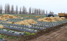 Întreprindere agricolă din Transnistria nu şia îndeplinit angajamentele