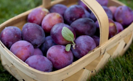 Rosselihoznadzor a interzis introducerea în Rusia a 19 tone de prune din Moldova