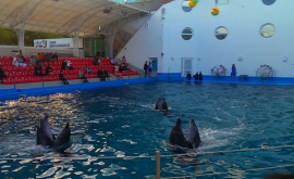 Единственный дельфинарий в Молдове был закрыт
