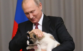 Путину подарили щенка из Туркменистана ВИДЕО