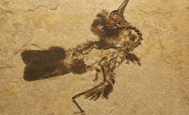 Fosila unei păsări de 48 de milioane de ani descoperită în Germania FOTO