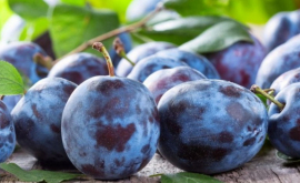 Ce au găsit experții ANSA în loturile de prune întoarse Moldovei de Rusia 