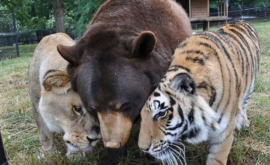 Медведь Потап и его кошки Фото