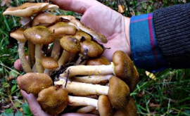 Число случаев отравления грибами растет